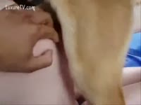 Dog grabs the chance to fuck a Girl and Man aids dog to fuck